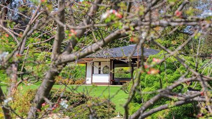 Japanese Garden - Cowra 